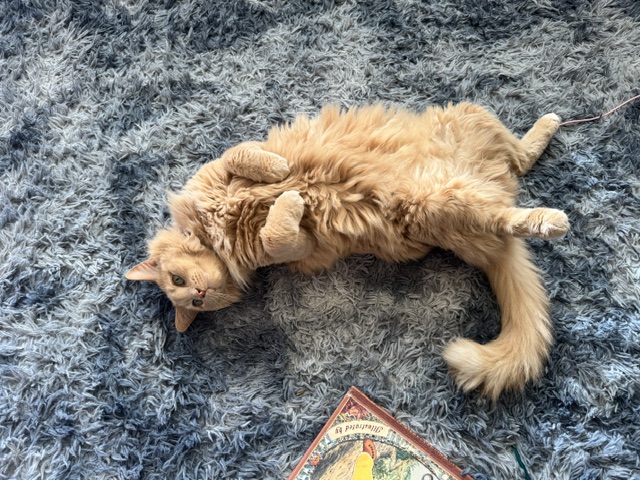 Anthony, a fluffy orange cat relaxing comfortably at home