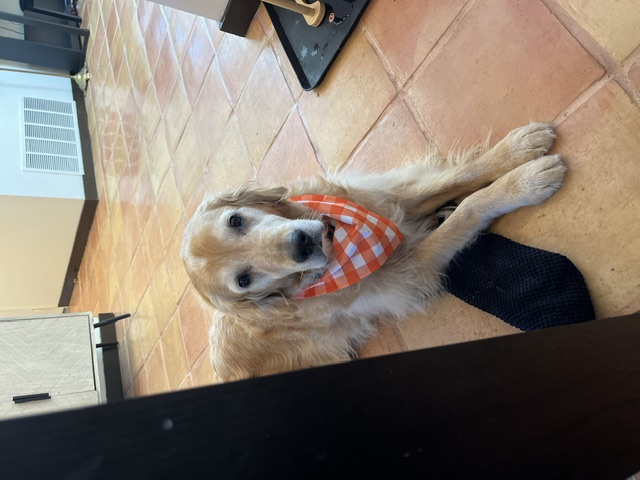 Kevin, a golden retriever relaxing indoors in an orange bandana