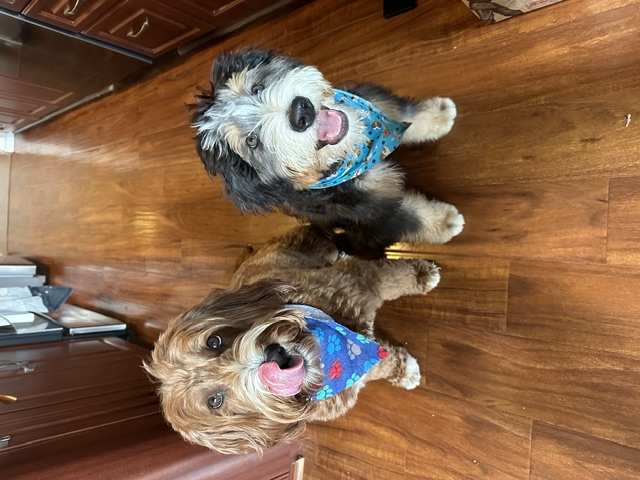 Two happy dogs wearing colorful bandanas