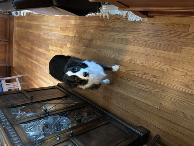 A black and white border collie looking up attentively at home